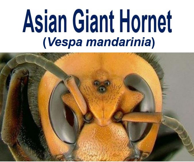 Asian Giant Hornet threat