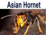 Asian Hornet thumbnail