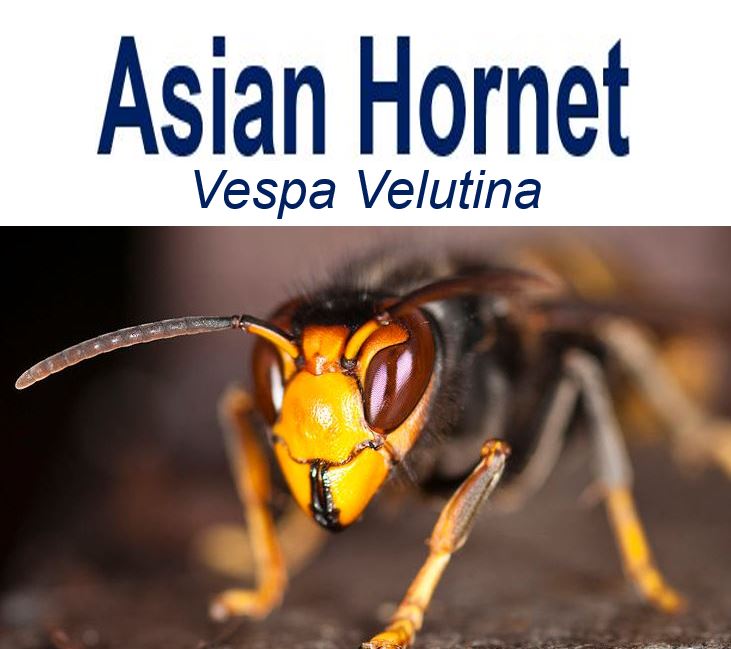 Asian Hornet