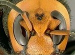 Asian hornet