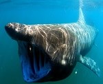 Basking Shark sighted