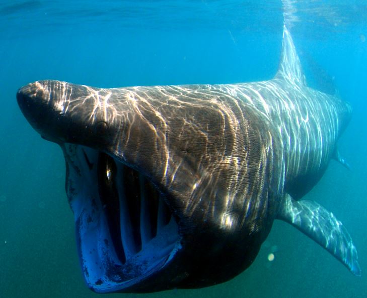 Basking Shark