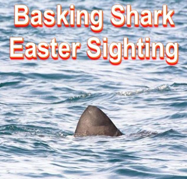 Basking shark Easter sighting