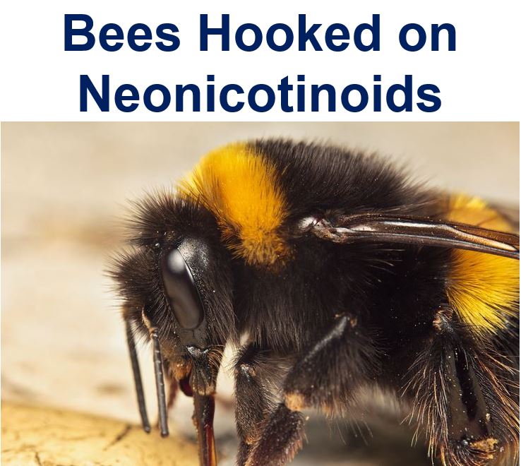 Bees hooked on neonicotinoid pesticides