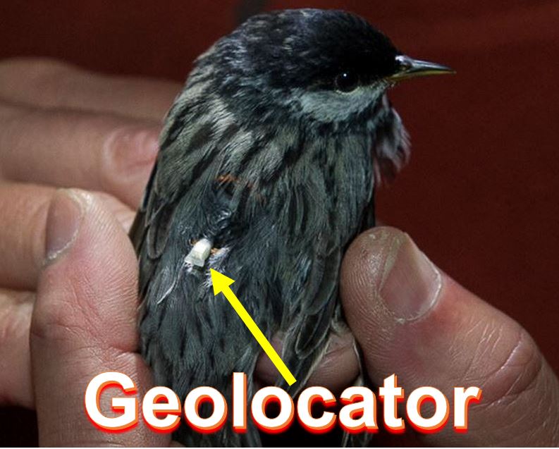 Bird with geolocator