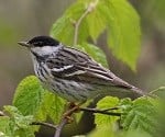 Blackpoll Warbler pic