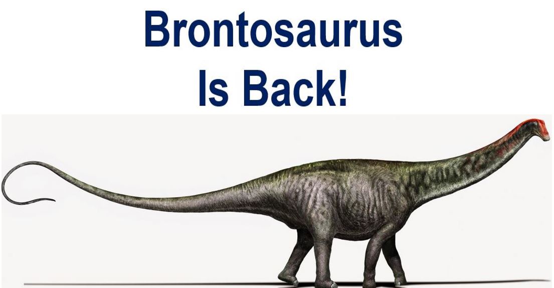 Brontosaurus is back