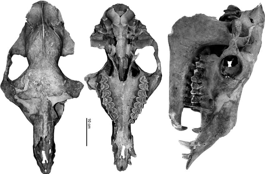 Camel head skeleton