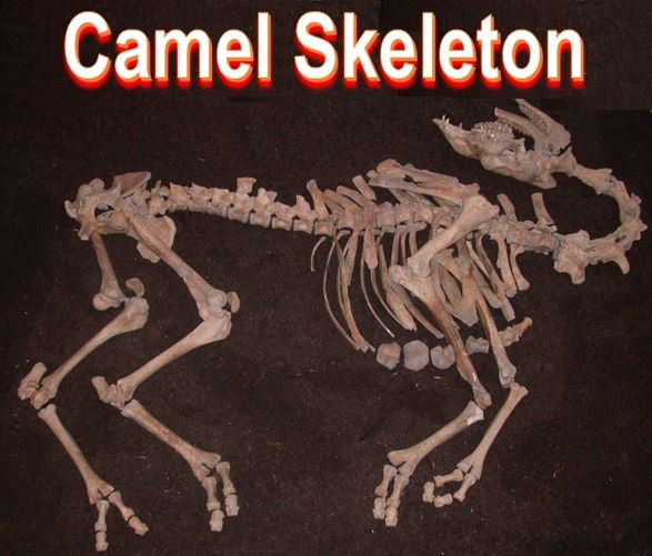 Camel skeleton found in Austria
