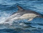 Common Dolphin Hebrides