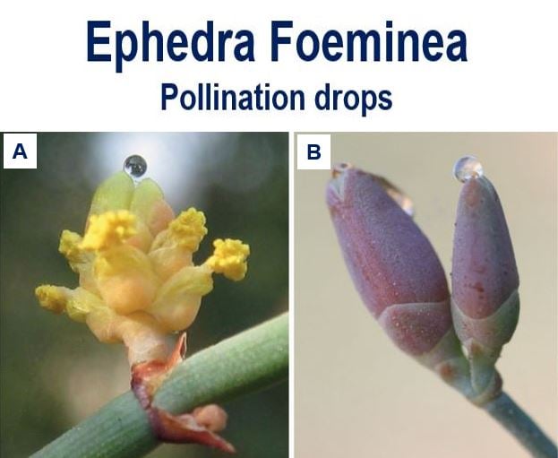 Ephedra Foeminea pollination drops