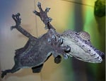 Gecko stuck to glass