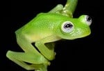 Glass frog new species