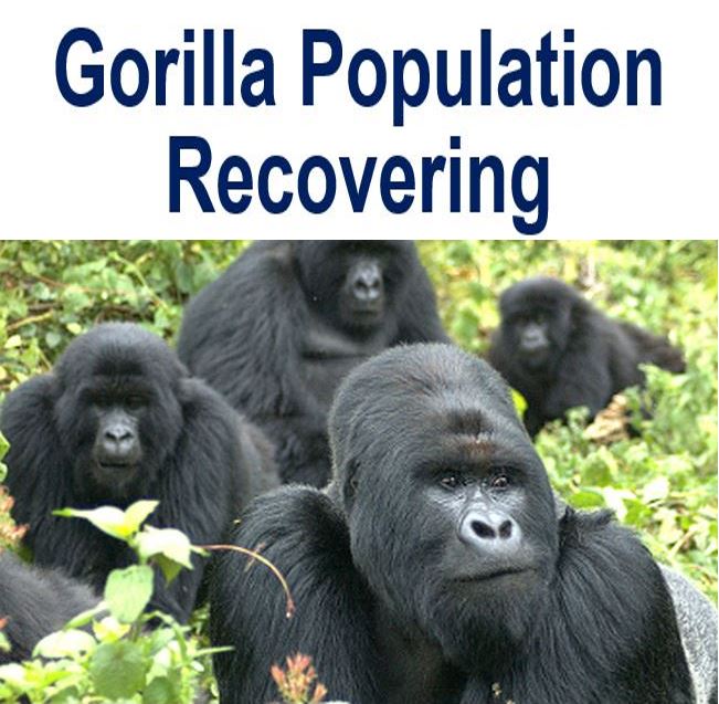 Gorilla population recovering