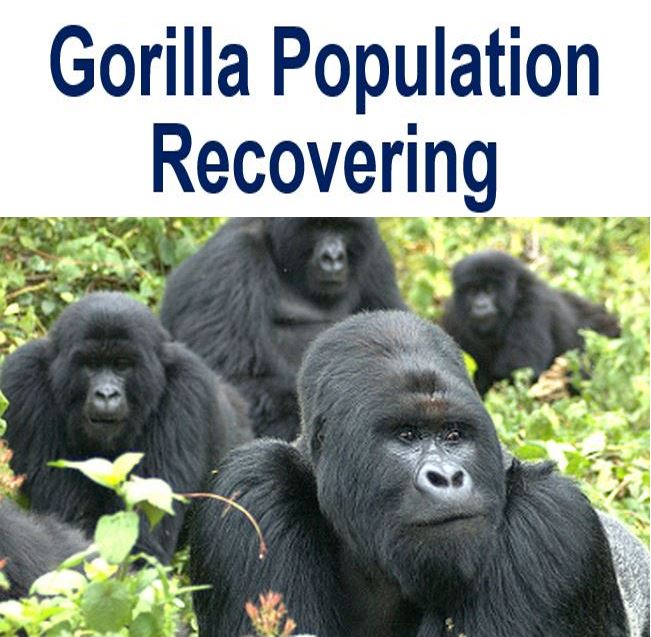 Gorilla Population Chart