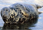 Grey seal adult