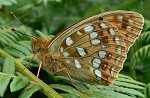 High Brown Fritillary 1