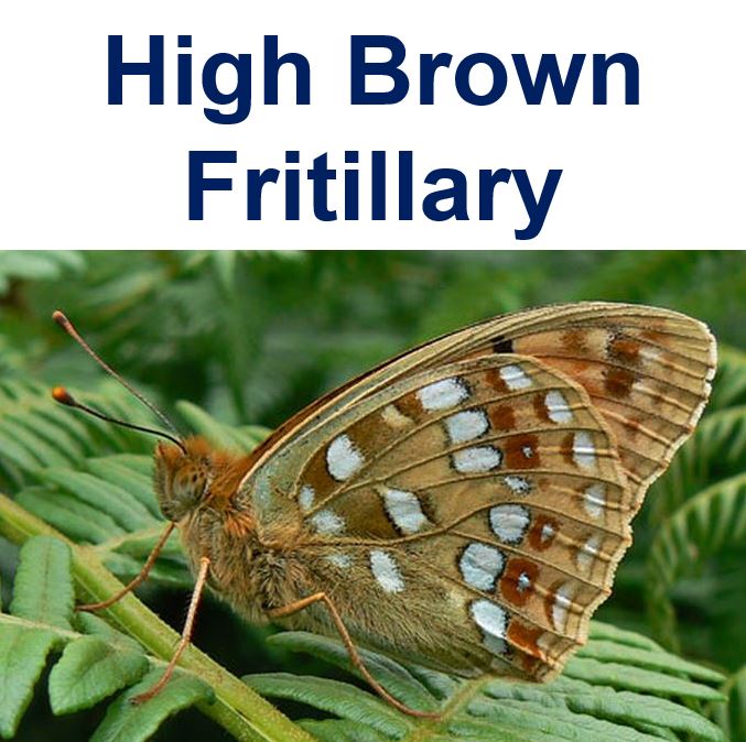 High Brown Fritillary butterfly