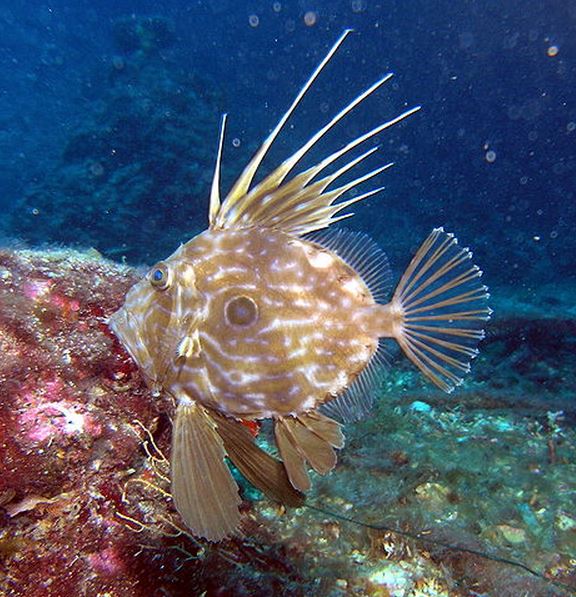 John Dory