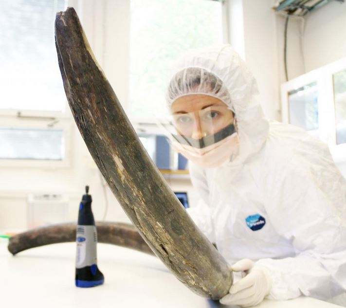 Mammoth DNA