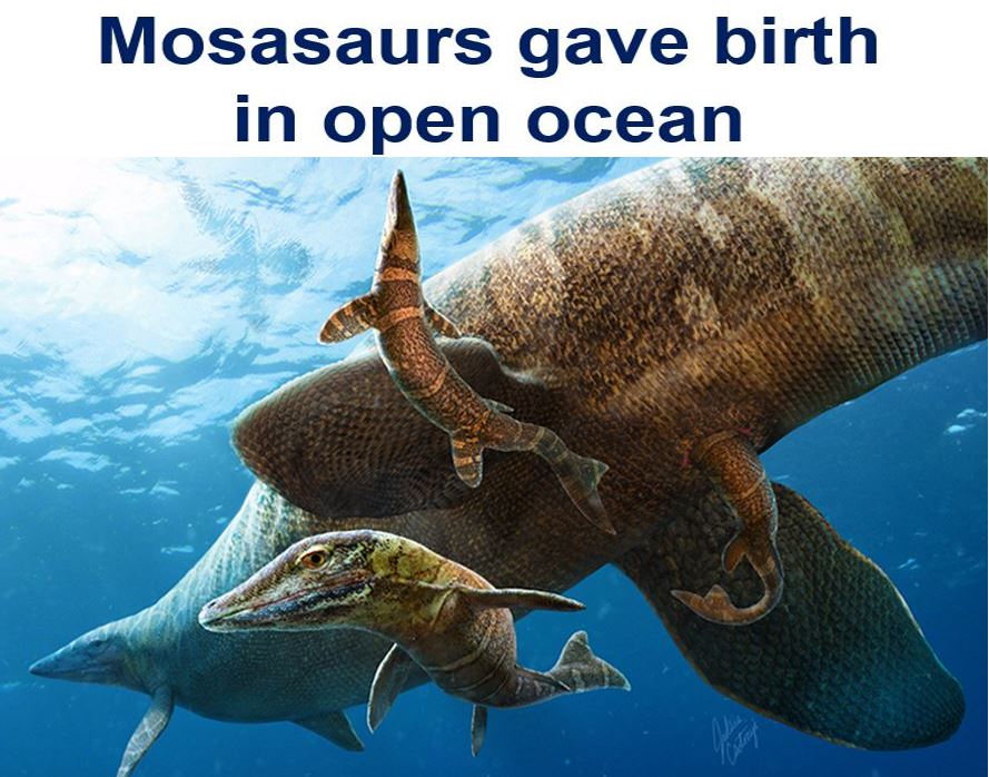 Mosasaur giving birth in open ocean