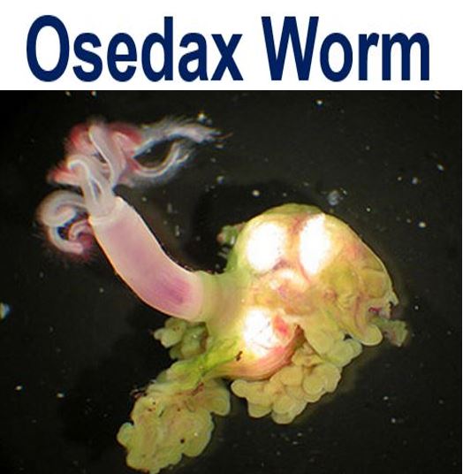 Osedax worm