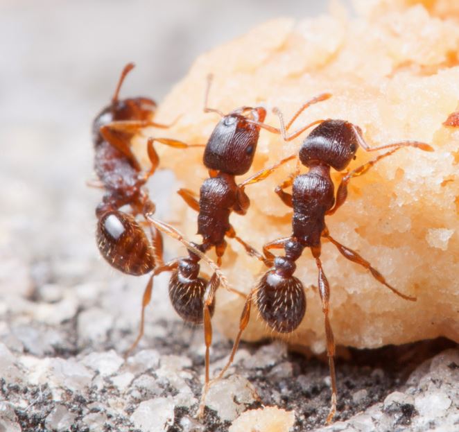Pavement ants eating junk food