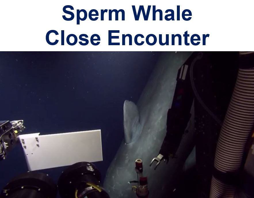 Sperm Whale Close Encounter