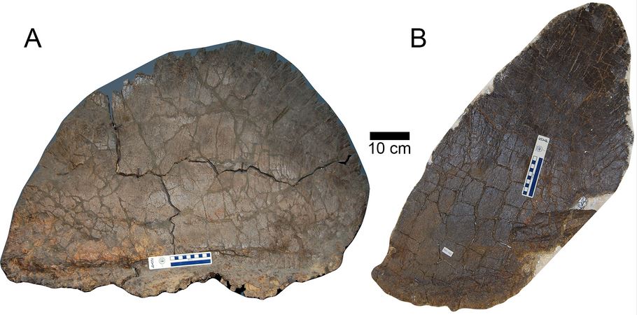 Stegoraurus plates