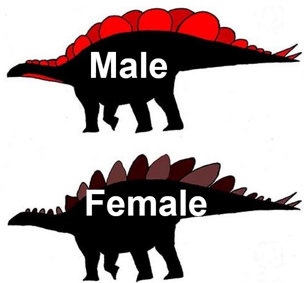 Stegosaurrus male and female