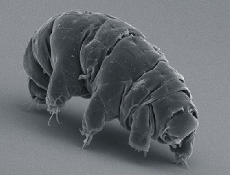 Tardigrade survived space