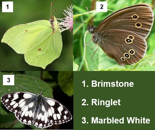 Thee species of butterflies
