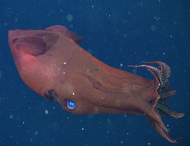 Vampire Squid