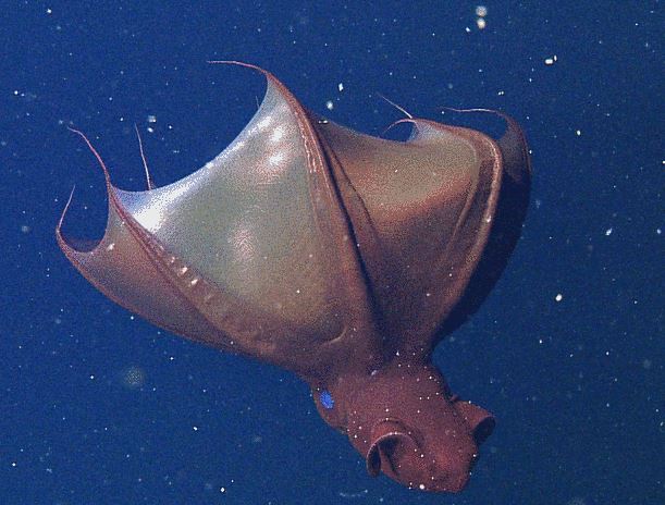 Vampire squid cloak