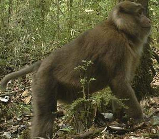 White Cheeked Macaque male