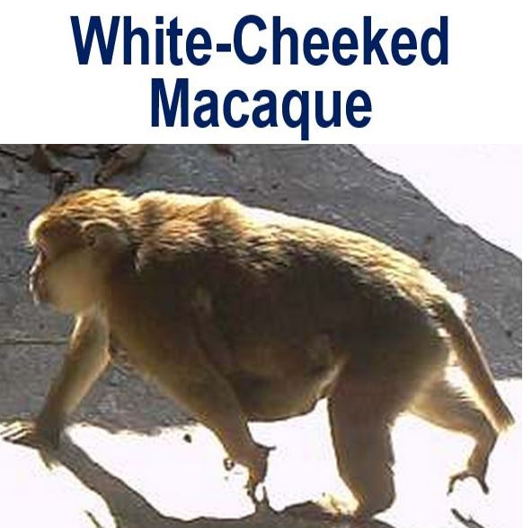 White Cheeked Macaque photo