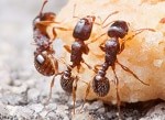 ants eating junk