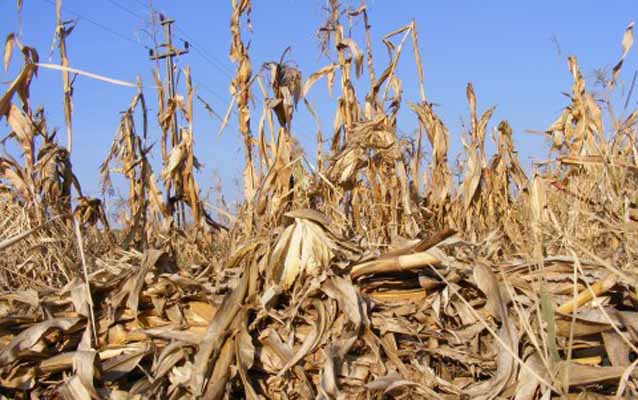 corn husks