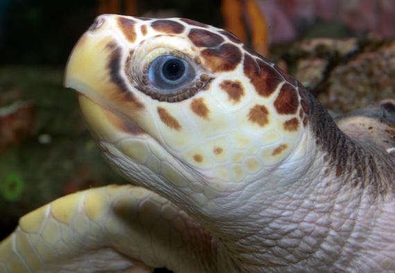 Loggerhead sea turtle