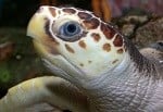 loggerhead sea turtle thumbnail