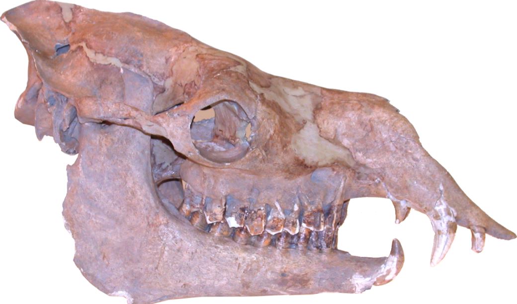 skeleton of camel head