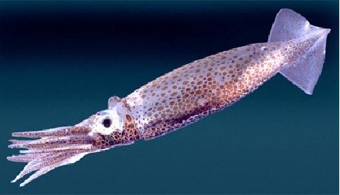 squid