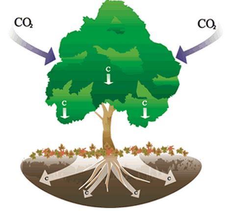 trees consumer carbon dioxide