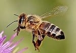 wild bee