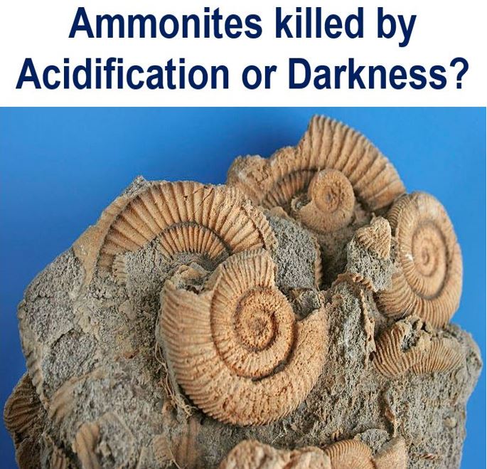 Ammonite extinction