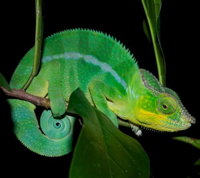 Another Panther Chameleon