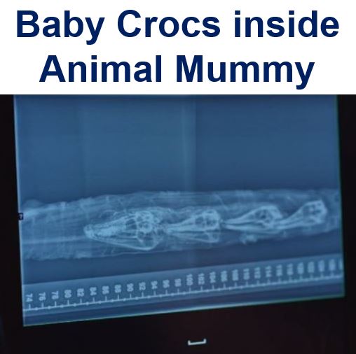 Baby crocs found inside mummy