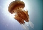 Barrel Jellyfish