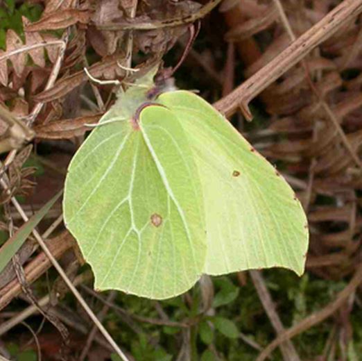 Brimstone butterfly