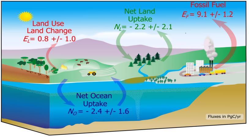 Carbon cycle 2010